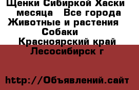 Щенки Сибиркой Хаски 2 месяца - Все города Животные и растения » Собаки   . Красноярский край,Лесосибирск г.